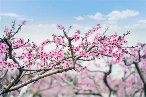 大桃花